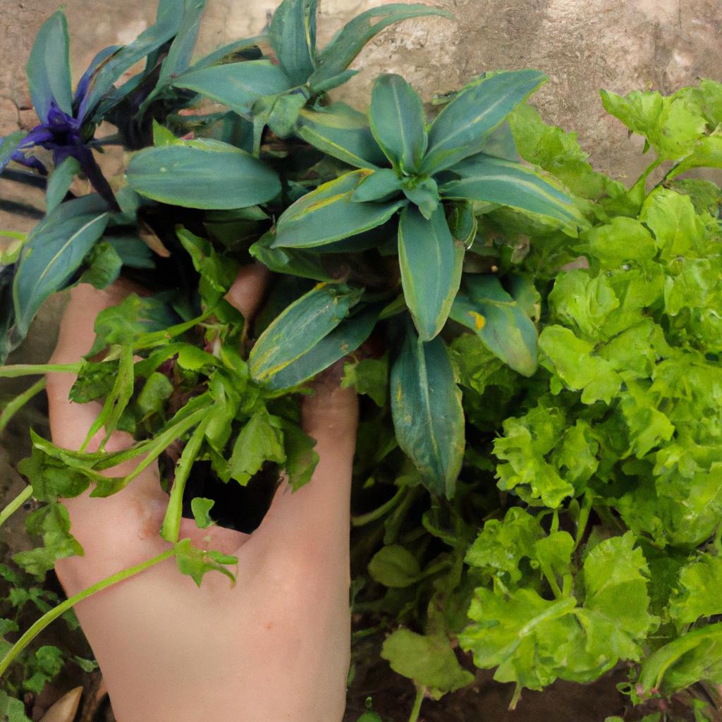 Person holding herbs and plants